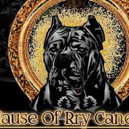 Cane Corso and Rottweilers from Hause of Rry Rotties & Cane Corso