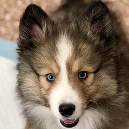 Blaze - Wolf sable male Pomsky puppy in Magnolia, Texas from Solace Shelties and Pomskies