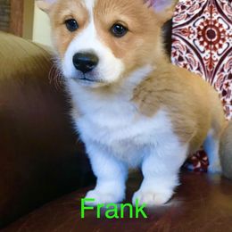 Pembroke Welsh Corgi Puppies from Country Rubys
