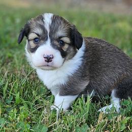 Walker - Sable male Pembroke Welsh Corgi puppy in Orrtanna, Pennsylvania from Mountain Top Shepherd's