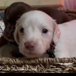 Hammy - Piebald male Dachshund puppy in Fayetteville, West Virginia from Loop Creek Dachshunds