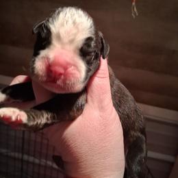 Boy 1 - Brindle male Boxer puppy in Pikeville, Kentucky from Boxers of Whispered Wishes
