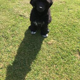 Portuguese Water Dog Puppies from Blue Run PWD