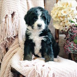 Calista - Tri-color female Bernedoodle puppy in Grove, Oklahoma from Grand Lake Poodles & Doodles