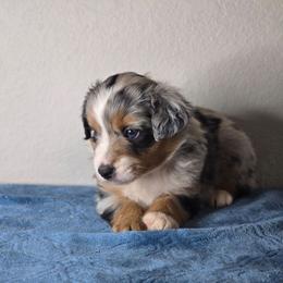 Azul - Blue merle female Miniature Australian Shepherd puppy in Harlingen, Texas from GulfCoastKennels