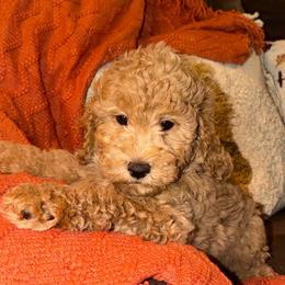 Colt - Apricot male Goldendoodle puppy in Greenville, South Carolina from Law Doodles of SC