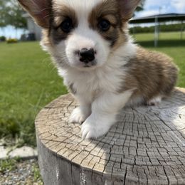 Pembroke Welsh Corgi Puppies from Alexander McGary