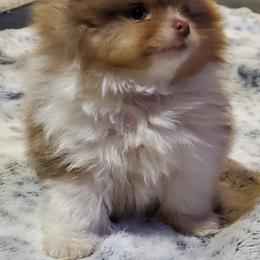 Pomeranian Puppies from Bluebonnet Pomeranians