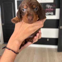 Chanel - Chocolate and tan female Dachshund puppy in Tomball, Texas from Gutierrez House of Doxies