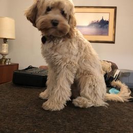 Australian Labradoodle All Grown Up from Kindred Hollow Labradoodles