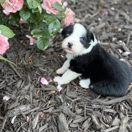 Orion - Black tri-color male Australian Shepherd puppy in Bethlehem, Connecticut from Montanna Sage LLC