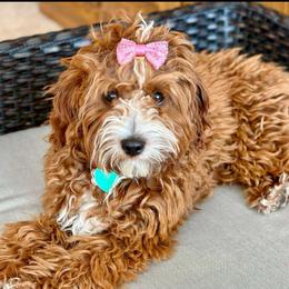 Pearl - Goldendoodle