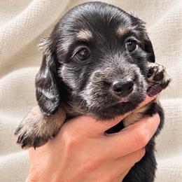 Jet - Black and cream male Dachshund puppy in Laurel, Mississippi from Kissinger Dachshunds
