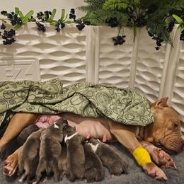 We may have a couple of pups open - Blue fawn female American Bully puppy in Mobile, Alabama from Laser Elite Bullies