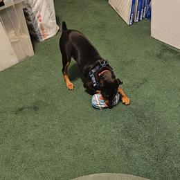 Miniature Pinscher Puppies from K&J's Min Pins Of Grand Lake