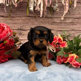 Millie - Black and tan female Cavalier King Charles Spaniel puppy in Crawford, Tennessee from Lilly Lane Spaniels