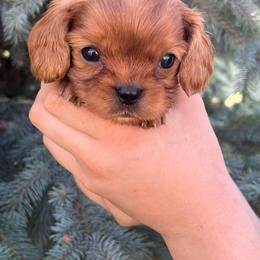 Poquito - Ruby male Cavalier King Charles Spaniel puppy in Caldwell, Idaho from Treasure Valley Poodles