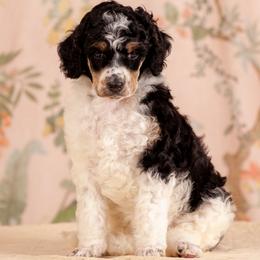 Poodle Puppies from Setting the Standard Poodles