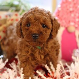 Nutmeg - Red  male Poodle puppy in Pottersville, Missouri from Christina Miller's Poodles