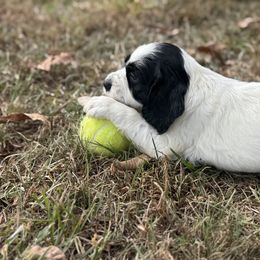 Oreo - Black and white female English Cocker Spaniel puppy in Elko, Georgia from HillTop Brittany Kennel