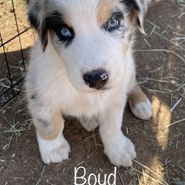 Australian Shepherd Puppies from Rolling Bend Aussies