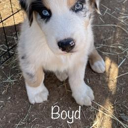 Australian Shepherd Puppies from Rolling Bend Aussies