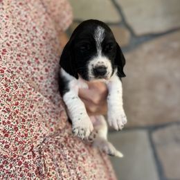 Beth - Black and white female Basset Hound puppy in Yarnell, Arizona from Boulder Oak Bassets