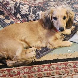 Maggie - Dachshund