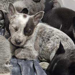 Australian Cattle Dog Puppies from Blue Steel Cattle dogs