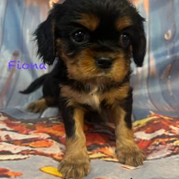 Fiona - Black and tan female Cavalier King Charles Spaniel puppy in Leonard, Michigan from CoLo Cavaliers