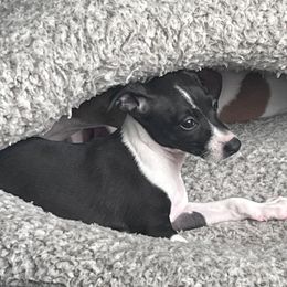 Italian Greyhound Puppies from Bahia Verde’s Kennels