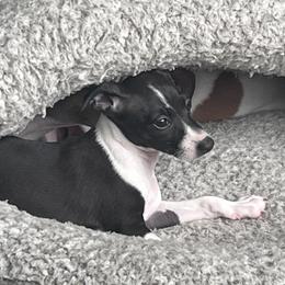 Italian Greyhound Puppies from Bahia Verde’s Kennels