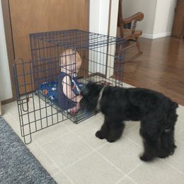 Miniature Schnauzer Puppies from A'Lord Miniature Schnauzer