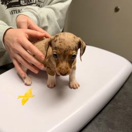 Poppy - Dapple female Dachshund puppy in Magnolia, Texas from Carrie’s Countryside Dachshunds