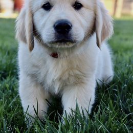 Golden Retriever Puppies from Creme Brulee Goldens