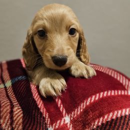 Dachshund Puppies from Loyal Lil Dachshunds