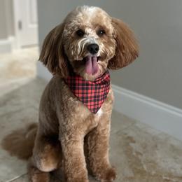 Reacher - Goldendoodle