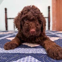 Abigail Adams - Phantom female Poodle puppy in Fairfield, North Carolina from Leaning T Ranch