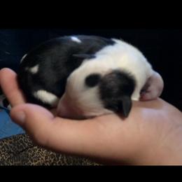 Border Collie Puppies from Cahill’s Canines
