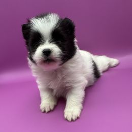 Oscar - Black parti male Pomeranian puppy in Vermont from Poms All Day