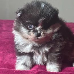 Duke - Blue merle male Pomeranian puppy in Kansas City, Missouri from S&K Pomeranians