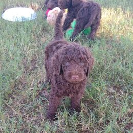 Poodle Puppies from Sonshine Retreat Poodles