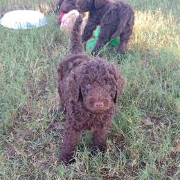 Poodle Puppies from Sonshine Retreat Poodles