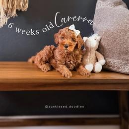 Carrera - Red  female Goldendoodle puppy in Garden Grove, California from Sunkissed Doodles