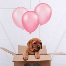 Labrador Retriever Puppies from State of Grace Southern Red Labs