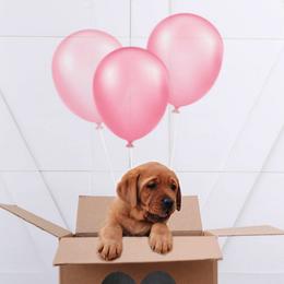 Labrador Retriever Puppies from State of Grace Southern Red Labs