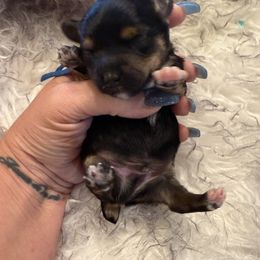 Butterscotch (tiny boy) - Tri-color male Yorkipoo puppy in Fredericktown, Missouri from Doodle Pups Fur-Ever