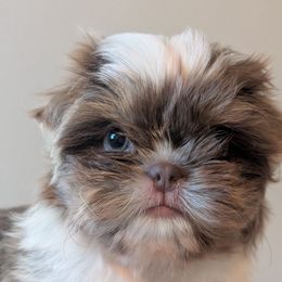 Sweet Pea - Liver and white female Shih Tzu puppy in Canton, Ohio from Winning Colors Shih Tzu
