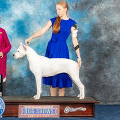 Ruby - Dogo Argentino