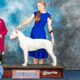 Ruby - Dogo Argentino